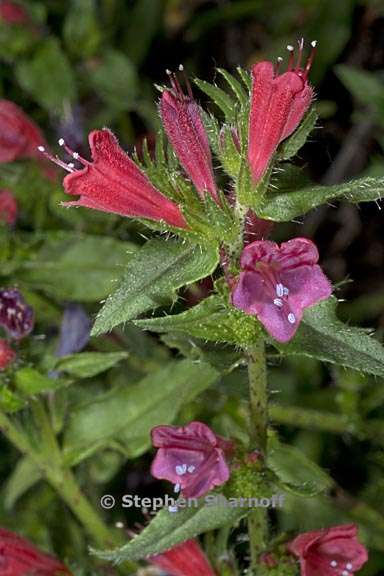 echium tuburculatum 3 graphic